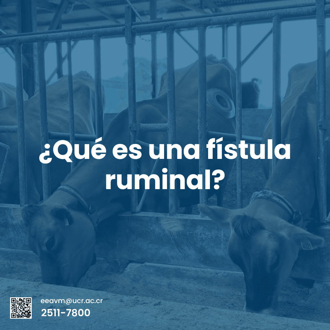 ¿Has oído hablar sobre la fístula ruminal?